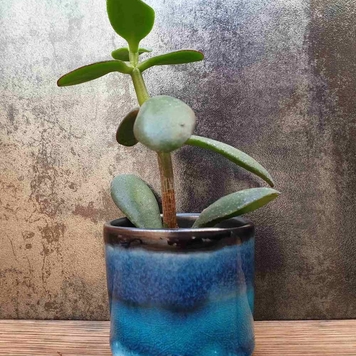 Blue Cacti & Succulent pot